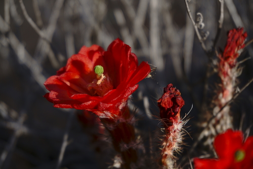 Echinocereus marksianus