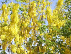 Cassia fistula