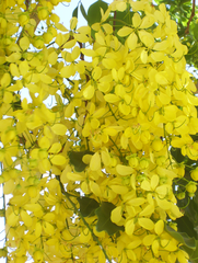Cassia fistula