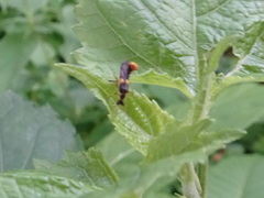 Trypherus frisoni
