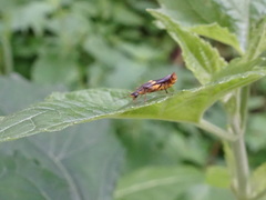 Trypherus frisoni