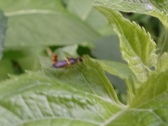 Trypherus frisoni