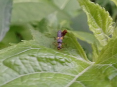 Trypherus frisoni