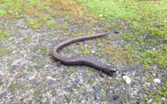 Batrachoseps attenuatus