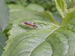 Trypherus frisoni