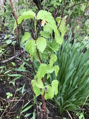 Rubus pubescens