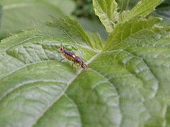 Trypherus frisoni