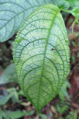 Monopyle