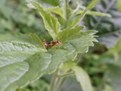 Trypherus frisoni