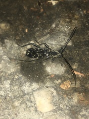 Sarosesthes fulminans