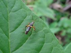 Trypherus frisoni