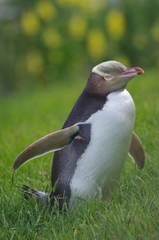 Megadyptes antipodes