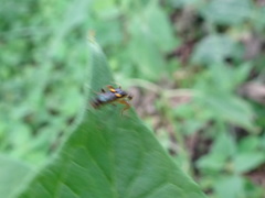 Trypherus frisoni