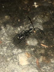 Sarosesthes fulminans