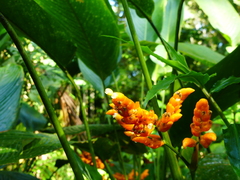 Stromanthe stromanthoides