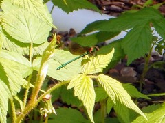 Calopteryx aequabilis