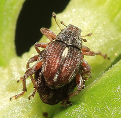 Rhinoncus jakovlevi