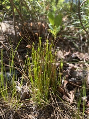 Schizaea pusilla