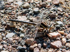 Phanogomphus spicatus