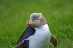 Megadyptes antipodes