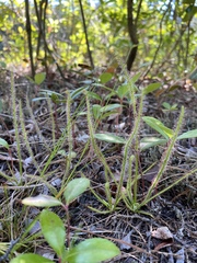 Drosera filiformis