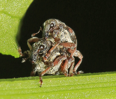 Rhinoncus jakovlevi