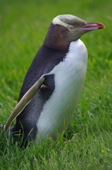 Megadyptes antipodes