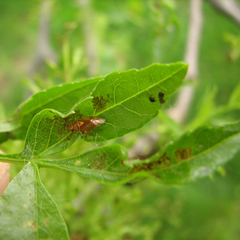 Tropidosteptes amoenus