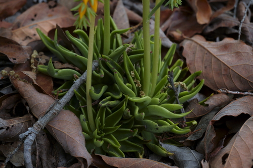 Echeveria lutea
