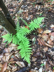 Athyrium