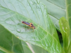 Trypherus frisoni