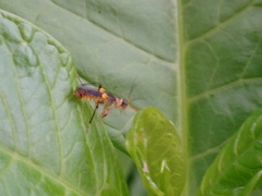 Trypherus frisoni