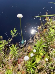 Eriocaulon aquaticum