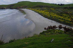 Megadyptes antipodes