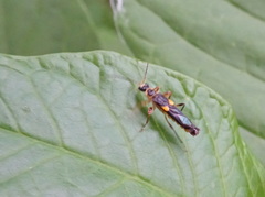 Trypherus frisoni