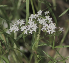 Stenaria nigricans