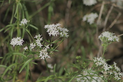 Stenaria nigricans