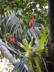 Aechmea mertensii