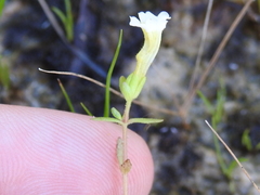 Gratiola quartermaniae