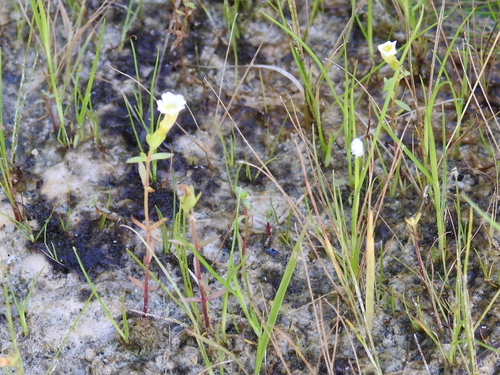Image of Gratiola quartermaniae by (c) Sam Kieschnick, some rights reserved (CC BY)