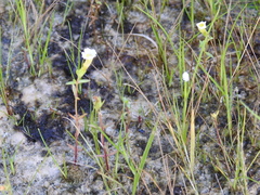 Gratiola quartermaniae