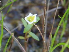 Gratiola quartermaniae