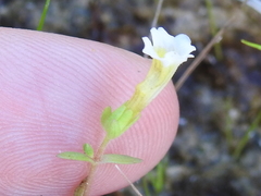 Gratiola quartermaniae