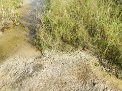 Gratiola quartermaniae