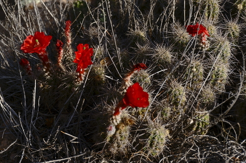 Echinocereus marksianus