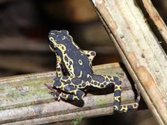 Atelopus hoogmoedi
