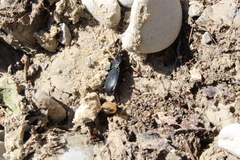 Pterostichus funestes