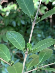 Tricalysia capensis transvaalensis