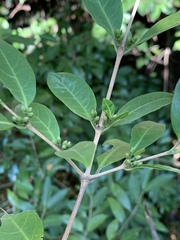 Tricalysia capensis transvaalensis