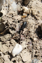 Pterostichus funestes